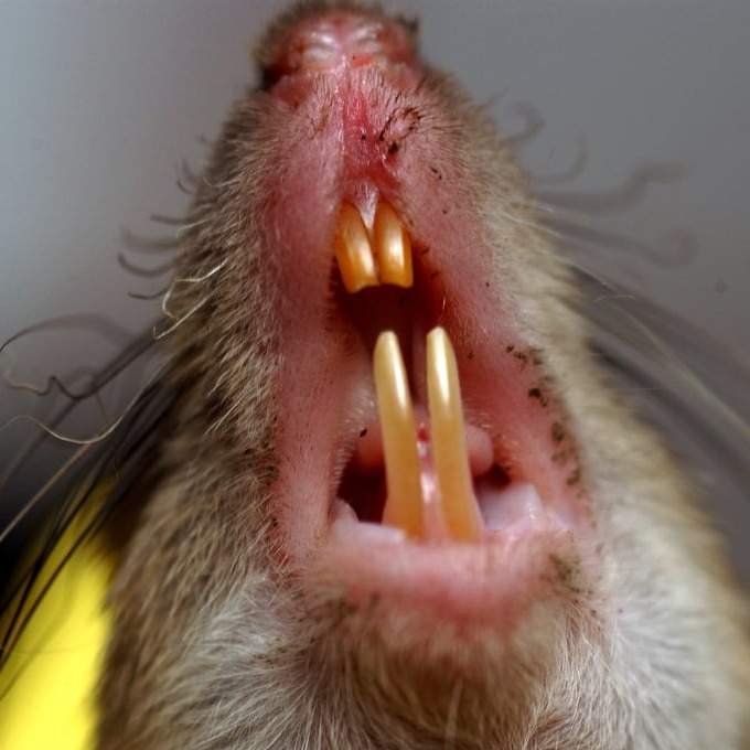 Дератизация крыс в Якутске?